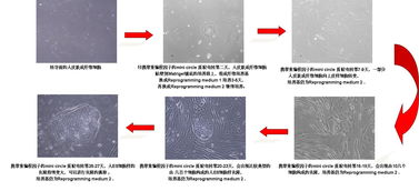 專業(yè)IPS技術(shù)服務(wù) 全面護(hù)航您的網(wǎng)絡(luò)安全